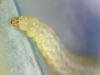 Bucculatrix nigricomella, larval. Saltholme, 04-04-2024. Copyright Ed Pritchard.