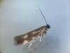 Bucculatrix nigricomella, adult. Saltholme, 03-05-2024. Copyright Ed Pritchard.
