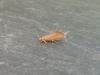 Crassa unitella, adult. Stockton, 01-08-2020. Copyright Ed Pritchard.