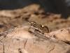 Esperia sulphurella, adult. Stockton, 30-04-2022. Copyright Ed Pritchard.