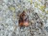 Large Fruit-tree Tortrix (Archips podana), adult. Saltholme, 25-06-2020. Copyright Ed Pritchard.