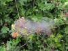 Orchard Ermine (Yponomeuta padella), larval web. Saltholme, 15-05-2024. Copyright Ed Pritchard.