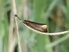 Orthotelia sparganella, adult. Saltholme, 09-07-2023. Copyright Ed Pritchard.