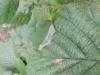 Parornix devoniella, leaf fold. Saltholme, 08-10-2023. Copyright Ed Pritchard.