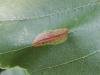 Phyllonorycter stettinensis, mine. Saltholme, 15-08-2023. Copyright Ed Pritchard.