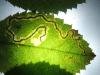 Rose Leaf Miner (Stigmella anomalella), mine Copyright Ed Pritchard.