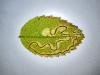 Rose Leaf Miner (Stigmella anomalella), mine. High Clarence, 30-11-2024. Copyright Ed Pritchard.
