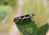 Ypsolopha sequella, adult. Saltholme, 12-07-2022. Copyright Ed Pritchard.