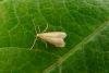 Tischeria ekebladella, adult. Milkwellburn Wood, 06-07-2011. Copyright Keith Dover.