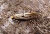 Tinea trinotella, adult. Taken outside Durham, 12-06-2006. Copyright Keith Dover.