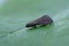 Psychoides verhuella, adult. Copyright Keith Dover.