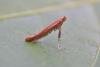 Caloptilia rufipennella, adult. Chester-le-Street. Copyright Keith Dover.