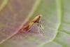 Caloptilia alchimiella, adult. Chester-le-Street, 10-08-2015. Copyright Keith Dover.