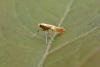Caloptilia robustella, adult. Chester-le-Street, 19-07-2015. Copyright Keith Dover.