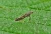 Gracillaria syringella, adult. Durham City, 31-05-2012. Copyright Keith Dover.