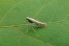 Aspilapteryx tringipennella, adult. Framwellgate Moor, 03-08-2011. Copyright Keith Dover.