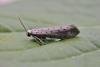 Orchard Ermine (Yponomeuta padella), adult. Chester-le-Street. Copyright Keith Dover.