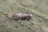 Paraswammerdamia nebulella, adult. Taken outside Durham, 17-07-2007. Copyright Keith Dover.