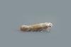 Cedestis gysseleniella, adult. Chester-le-Street, 03-07-2018. Copyright Keith Dover.