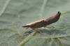 Honeysuckle Moth (Ypsolopha dentella), adult. Taken outside Durham, 19-07-2005. Copyright Keith Dover.