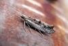 Ypsolopha scabrella, adult. Taken outside Durham, 01-08-2005. Copyright Keith Dover.