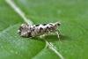 Ypsolopha sequella, adult. Chester-le-Street, 22-08-2016. Copyright Keith Dover.