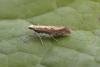 Diamond-back Moth (Plutella xylostella), adult. Taken outside Durham, 04-07-2006. Copyright Keith Dover.