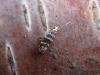 Argyresthia trifasciata, adult. Taken outside Durham, 12-06-2006. Copyright Keith Dover.
