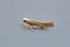 Argyresthia dilectella, adult. Chester-le-Street, 16-07-2020. Copyright Keith Dover.