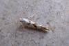 Argyresthia sorbiella, adult. Chester-le-Street, 04-07-2007. Copyright Keith Dover.