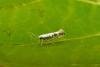 Argyresthia retinella, adult. Knitsley Fell, 18-07-2014. Copyright Keith Dover.