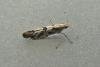 Apple Fruit Moth (Argyresthia conjugella), adult. Taken outside Durham, 03-07-2010. Copyright Keith Dover.