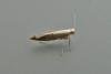 Argyresthia semitestacella, adult. Chester-le-Street, 19-09-2014. Copyright Keith Dover.