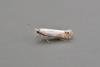 Laburnum Leaf Miner (Leucoptera laburnella), adult. Chester-le-Street, 10-08-2015. Copyright Keith Dover.