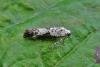 Ash Bud Moth (Prays fraxinella), adult. Taken outside Durham, 26-06-2009. Copyright Keith Dover.