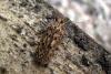 Brown House-moth (Hofmannophila pseudospretella), adult. Taken outside Durham, 17-05-2005. Copyright Keith Dover.