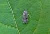 Borkhausenia fuscescens, adult. Chester-le-Street, 27-06-2014. Copyright Keith Dover.