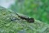 Esperia sulphurella, adult. Chester-le-Street, 30-04-2011. Copyright Keith Dover.