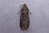 Diurnea fagella, adult. Chester-le-Street, 24-03-2007. Copyright Keith Dover.