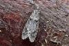 Diurnea fagella, adult. Taken outside Durham, 12-03-2007. Copyright Keith Dover.