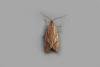 Diurnea lipsiella, adult. Taken outside Durham, 22-10-2018. Copyright Keith Dover.