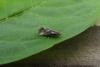 Denisia similella, adult. Chester-le-Street, 12-06-2016. Copyright Keith Dover.