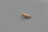 Cypress Tip Moth (Argyresthia cupressella), adult. Chester-le-Street, 02-07-2018. Copyright Keith Dover.