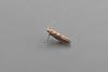 Cypress Tip Moth (Argyresthia cupressella), adult. Chester-le-Street, 02-07-2018. Copyright Keith Dover.