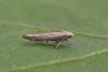 Zelleria oleastrella, adult. Chester-le-Street, 06-07-2025. Copyright Keith Dover.