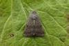Northern Rustic (Standfussiana lucernea), adult. Taken outside Durham, 26-06-2017. Copyright Keith Dover.