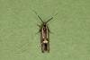 Esperia sulphurella, adult. Ouston, 04-06-2023. Copyright Verna Atkinson.