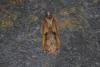 Acleris cristana, adult. Ouston, 13-02-2022. Copyright Verna Atkinson.