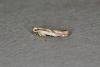 Argyresthia bonnetella, adult. Ouston, 15-07-2020. Copyright Verna Atkinson.
