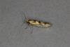 Argyresthia pygmaeella, adult. Ouston, 08-07-2020. Copyright Verna Atkinson.